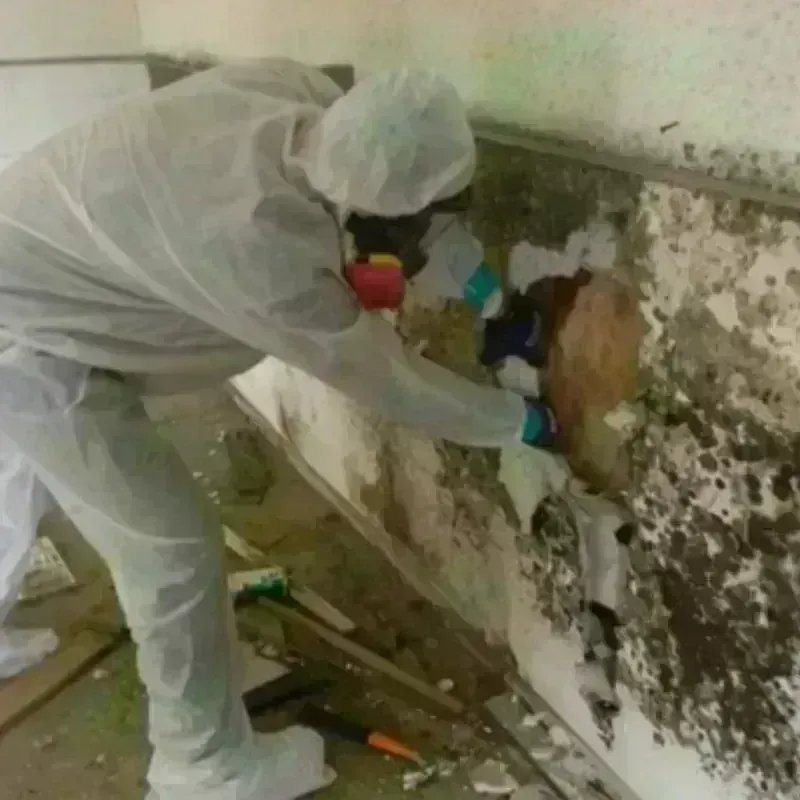 Mold Remediation and Removal in Spring Valley, NY